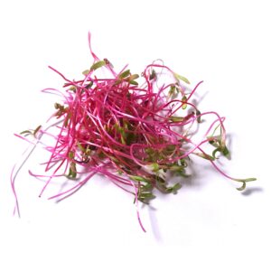 Beet red organic seed