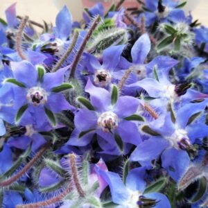 Organic Borage flowers