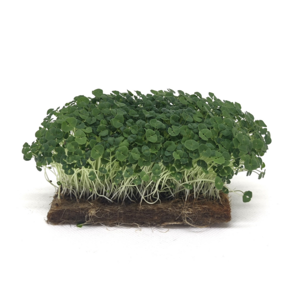 Chia organic microgreens