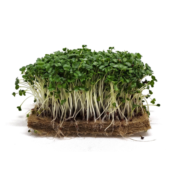 Microgreens cima di rapa