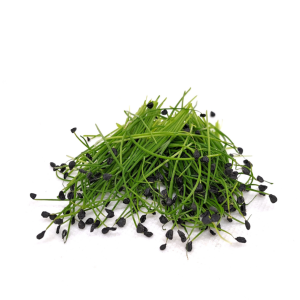 Organic leek microgreens