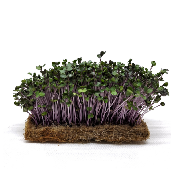 Organic red Cabbage microgreens