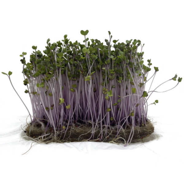 Organic Kohlrabi microgreens