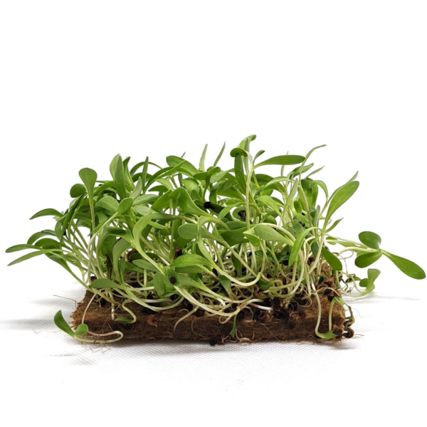 Organic Marigold microgreens