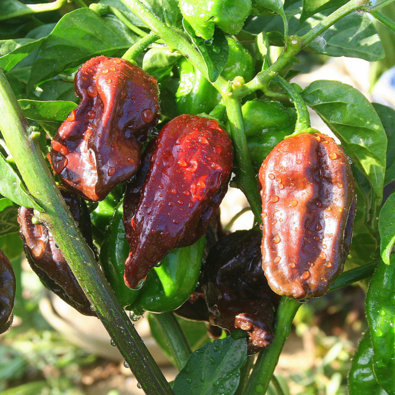 Habanero Chocolate Hot Pepper - Golinucci Organic Srl