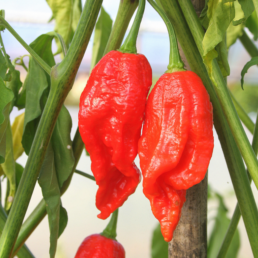 Naga Morich Hot Pepper - Golinucci Organic Srl