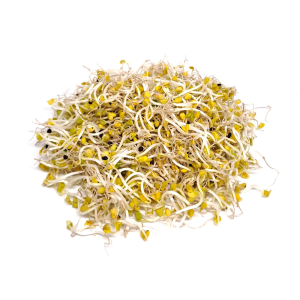 Broccoli calabrese sprouts
