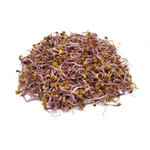 Cabbage red sprouts