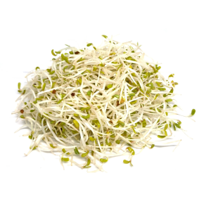 Clover sprouts