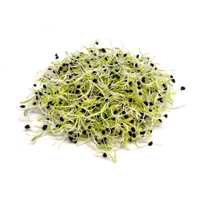 Garlic chives sprouts