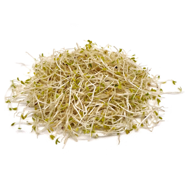 Organic Alfalfa sprouts