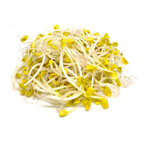 Radish Daikon sprous
