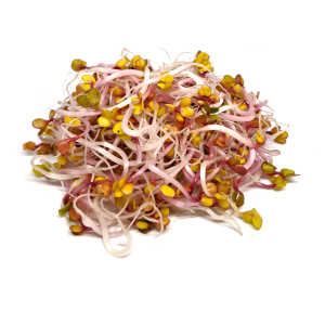 Radish pink sprouts