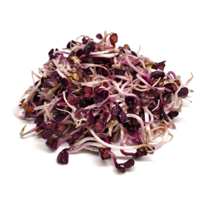 Radish purple sprouts