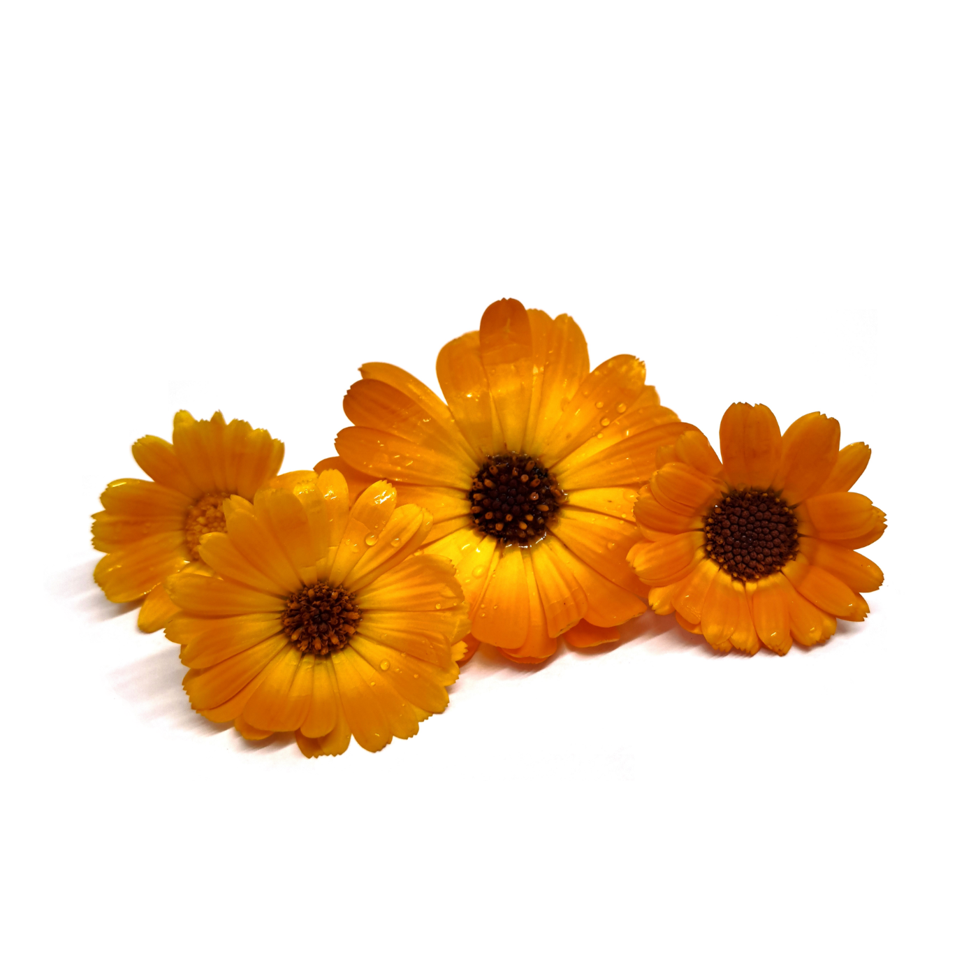 Calendula flower