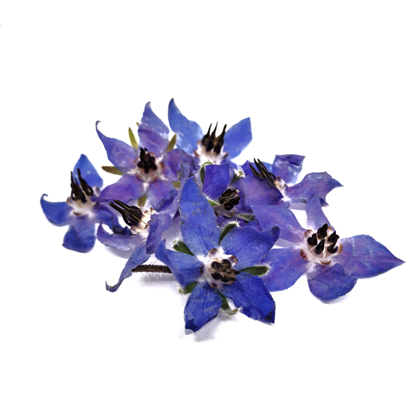 Borage flowers