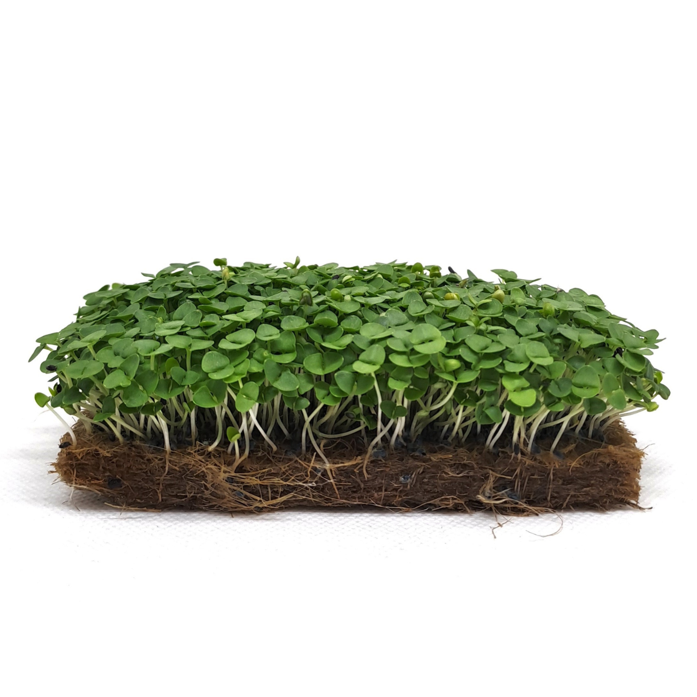 Basil Siam Queen microgreens