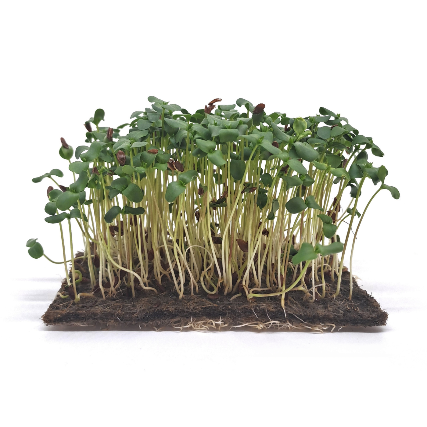 Flax microgreens