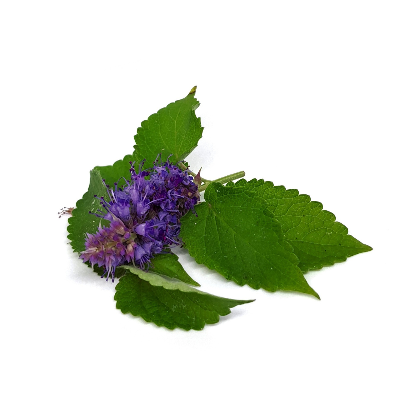 Agastache foeniculum (Anise Hyssop)