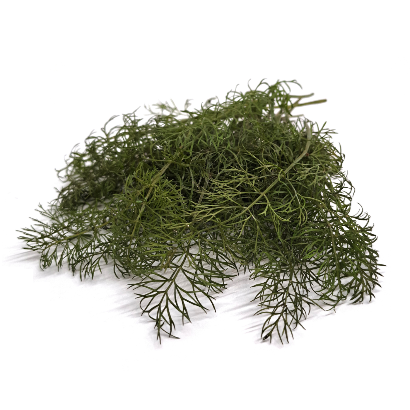Semi per piante aromatiche biologici