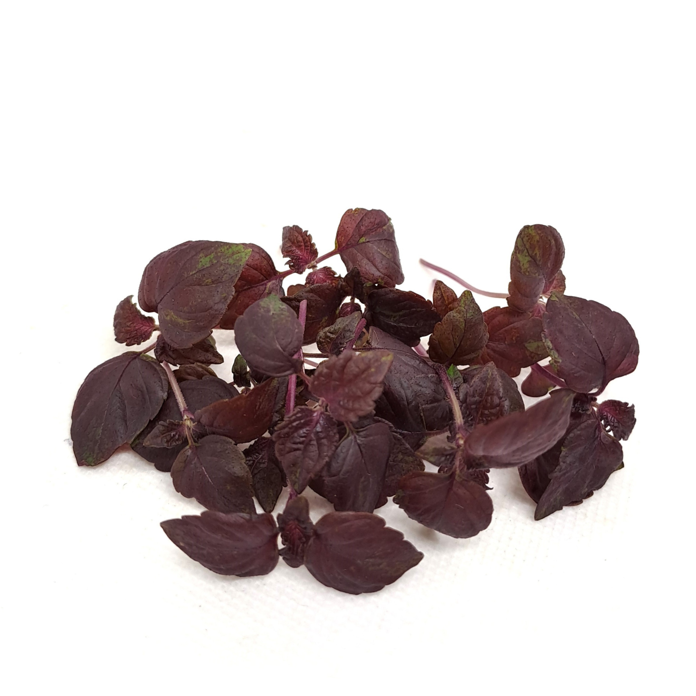 Aromatiche - Semi per microgreens