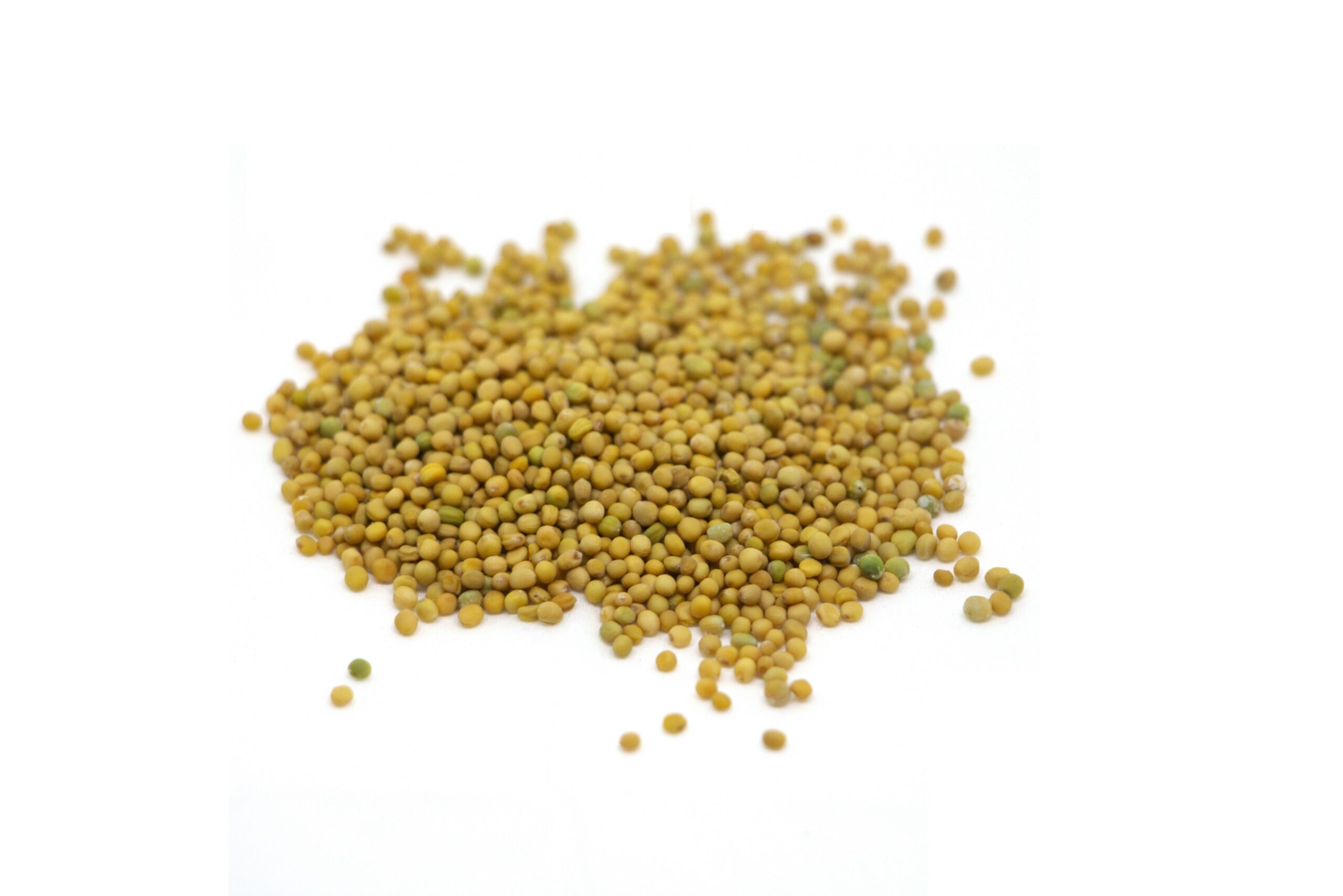 Organic mustad white djon seeds bio