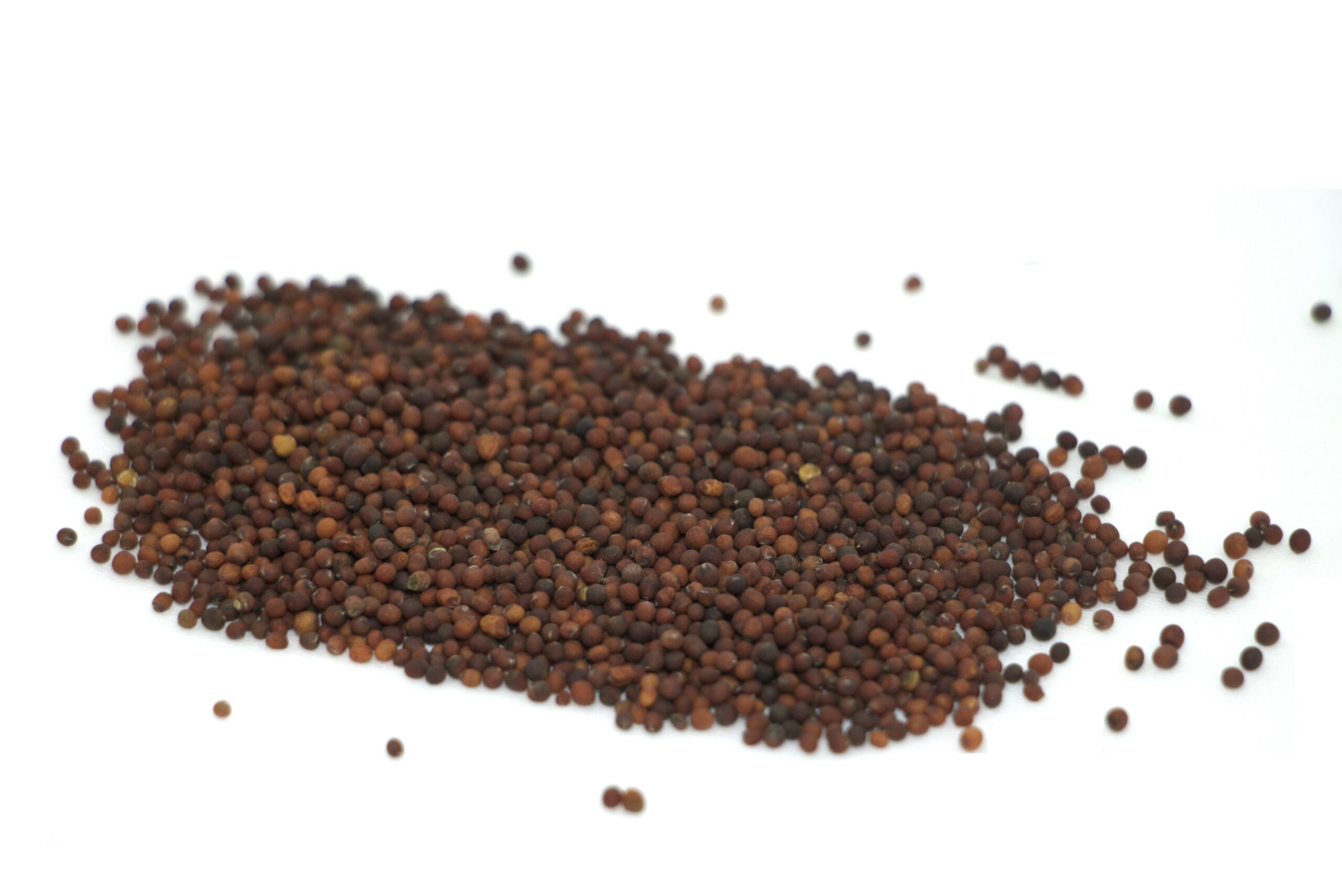 Organic seed black kale
