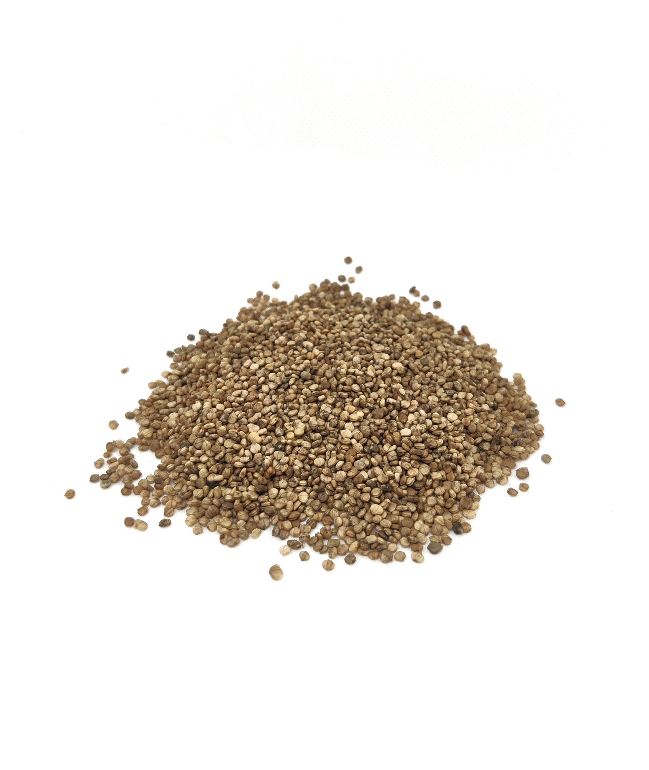 Organic Corn Salad Seed
