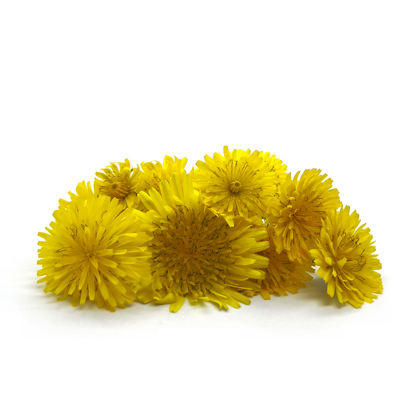 Dandelion flowers