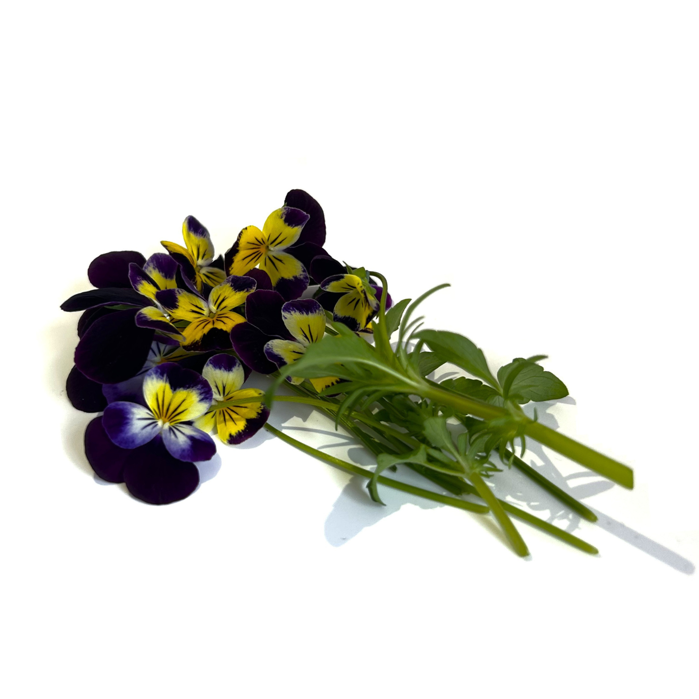 Viola Helen Mount