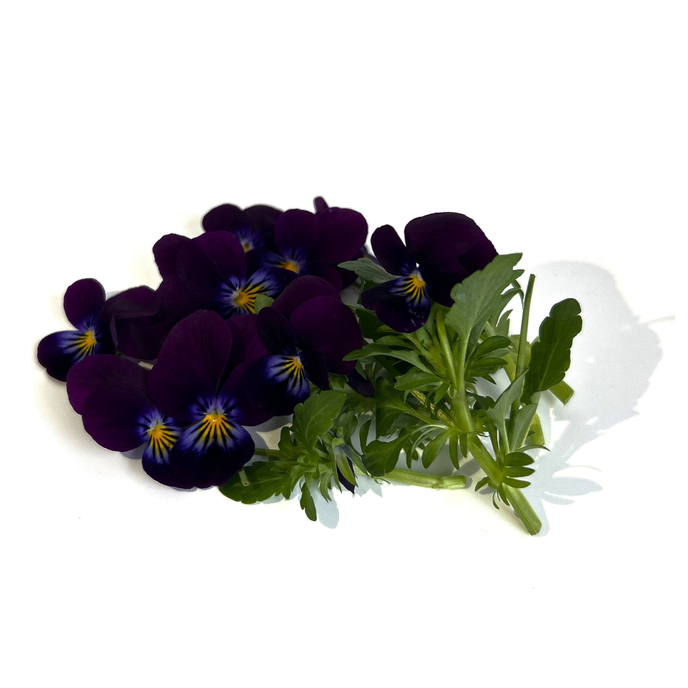 Viola King Henry