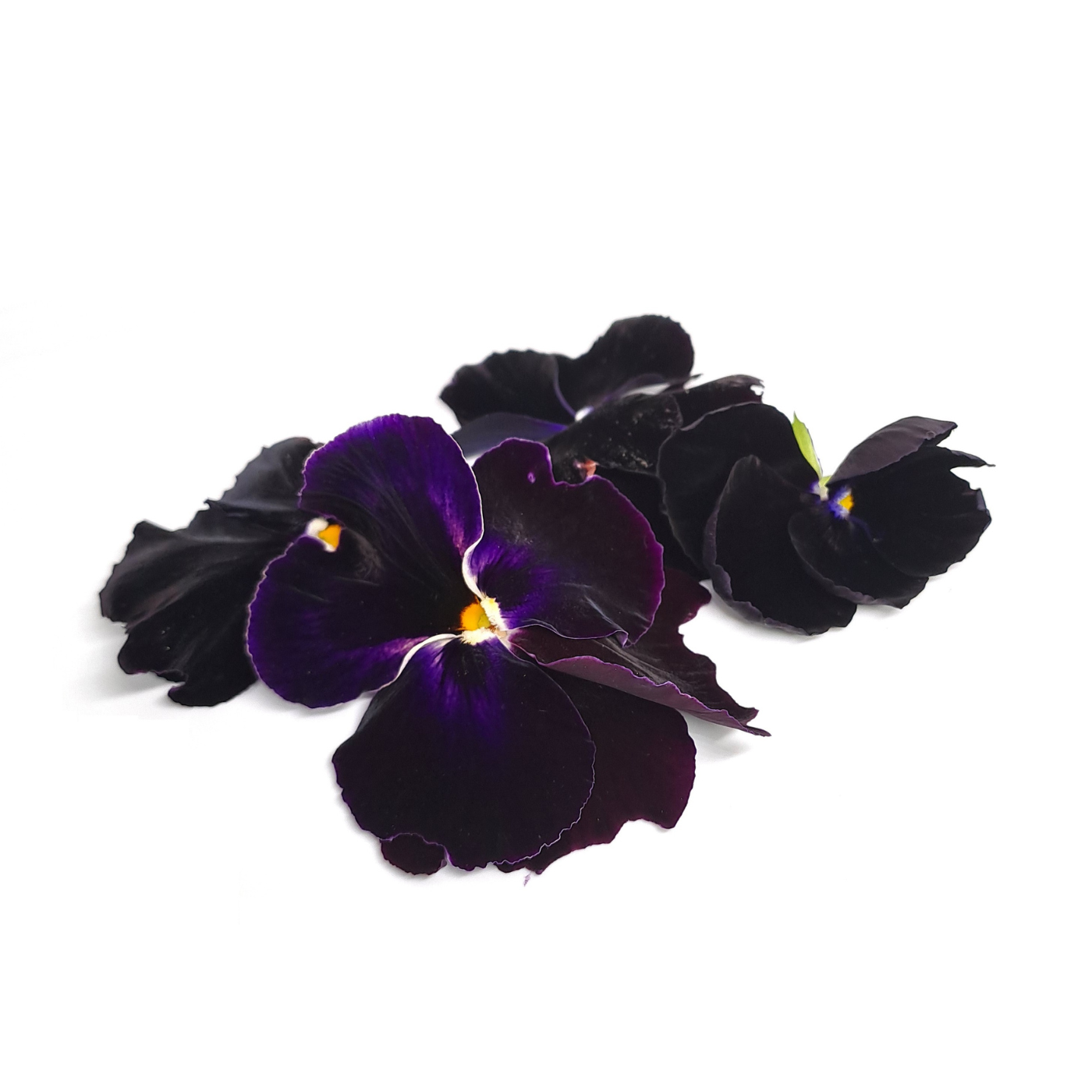 Viola X Wittrockiana