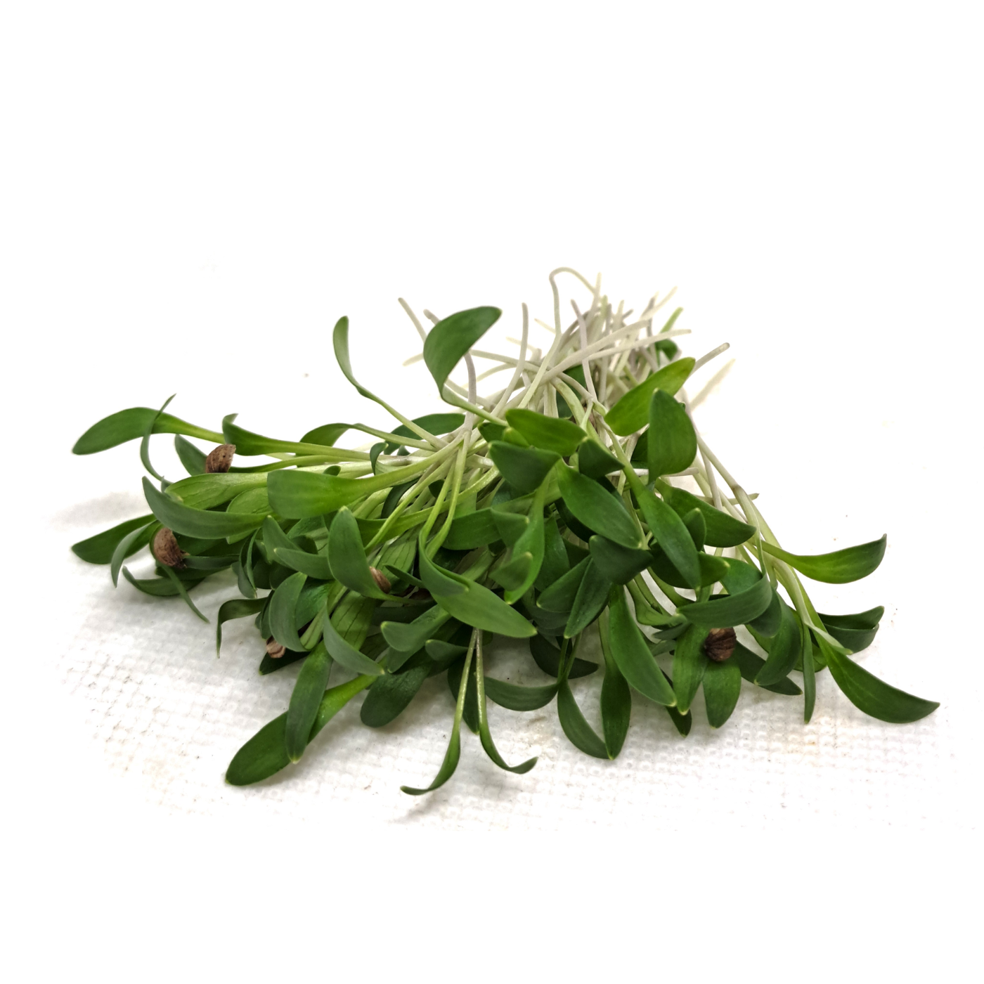 Ortive - Semi per microgreens