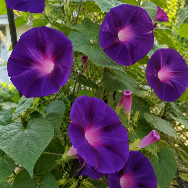 Ipomoea purpurea