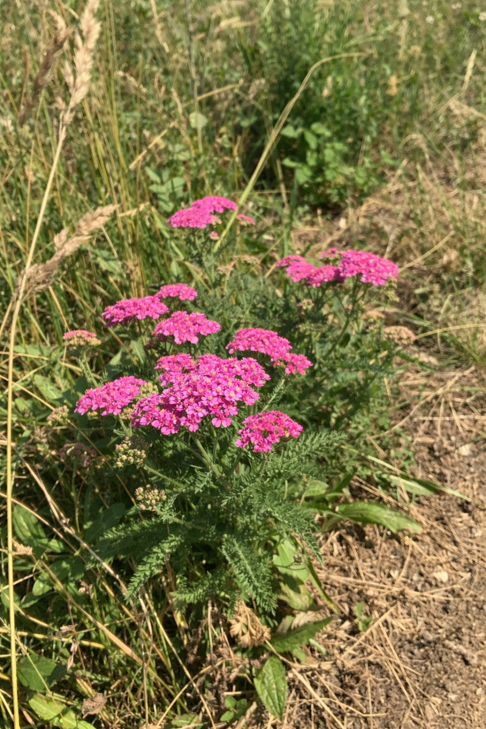 Achillea Cerise Queen