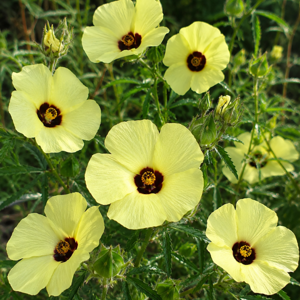 Hibiscus Trionum