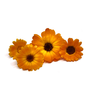Semi per fiori eduli biologici