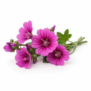 Semi per fiori ornamentali biologici